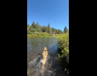Dog roll over fall into river water