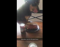black brown dog with beer and ribs
