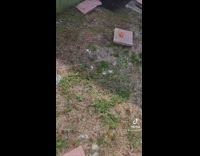 Hornet flies tied to white string 