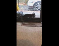 Pet cat plays with a bird on the other side of the glass