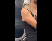 Guy rides train with lizard on shoulder