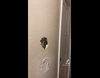 Different fists figure out who punched hole in wall