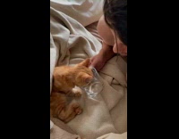 Collab PLC - Man lets orange kitten drink water from glass 