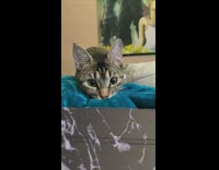 Grey brown cat purrs loudly blue blanket 