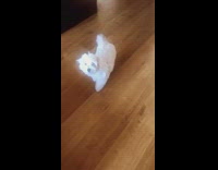 White dog knows sit three different languages 