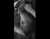 dog laying down  getting scratched and shaking leg 