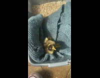 Duck inside of sock falls asleep 