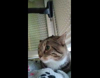 Man goofing around with vacuum using it on cat