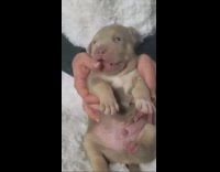 Collab BSMedia - Chubby puppy grows up as big Bulldog