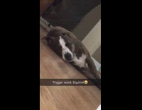 trigger word squirrel