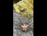 Spider body looks like cat head part 2