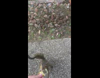 Squirrel gets food in the hand and eat fast 