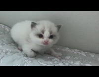 Collab PLC - Owner shows kitten meows without a sound