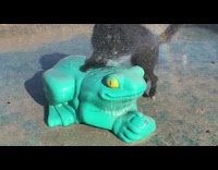 Collab DailyDoseOfInternet - Black dog drink water from frog statue