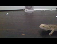 Pet lizard pulled by owner from the worm