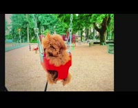 Eight months brown puppy ride swing music