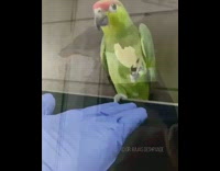 Green bird eats potato chip with foot