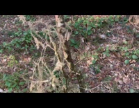 Person shake small tree make squeaky sound