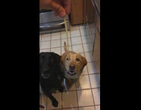 Slowmo Labrador Dog Jumps Up and Bites Spaghettit