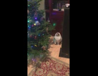 Cat pull toy decoration on christmas tree