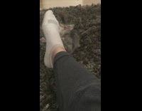 Grey kitten bites attacks foot white socks