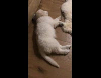 Adorable puppy barks while it sleeps on floor 