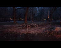 Freezing rain breaks branch off a tree