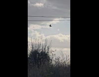Bird fly hover in place sky windy