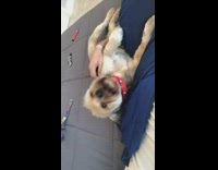 Collab BitchIG2 - Dog laying next to guy tries to copy noise 