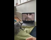 Grey cat runs away from laptop 