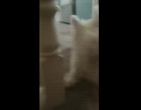 Small white dog falls down stairs fail