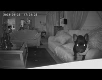 Dog on sofa curious with security camera