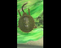 Small turtle in glass tank eat worm