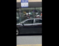 Collab winy - Pit bull with sunglasses inside black car