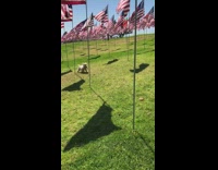 Golden retriever puppy runs through grass field of American flags
