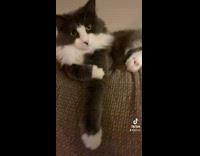 Collab BitchMP - Black white cat paw on arm sheesh