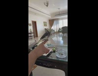 Grey yellow bird flies into window fail 