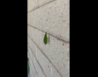 Thin green bug stays still on the wall