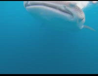 People on boat pet grey whale shark 