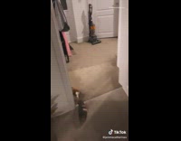 Two guinea pigs go to cage bedtime 