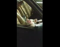 Guy sees pig in car parking lot 