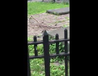 Rat chases small brown bird by grass