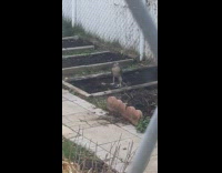 Eagle catches pigeon prey backyard flies away