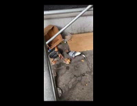 Pigeons eat dropped rotisserie chicken 
