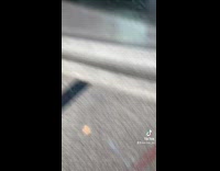 Collab BitchMP - Small brown dog walking on red leash trying to bite way out of black bag 