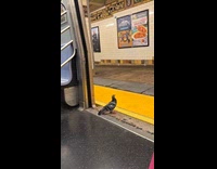 Pigeon walks off train like regular commuter