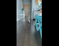 Grey brown white puppy runs chevron print 