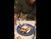 Cat sits on man tries reaching food