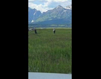 Person furry outfit dances at the fields