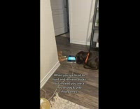 Dog and cat play with ipad 